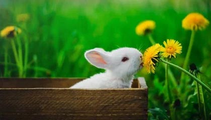 独家视频丨习近平在纪念中国人民抗日战争暨世界反法西斯战争胜利80周年大会上发表重要讲话