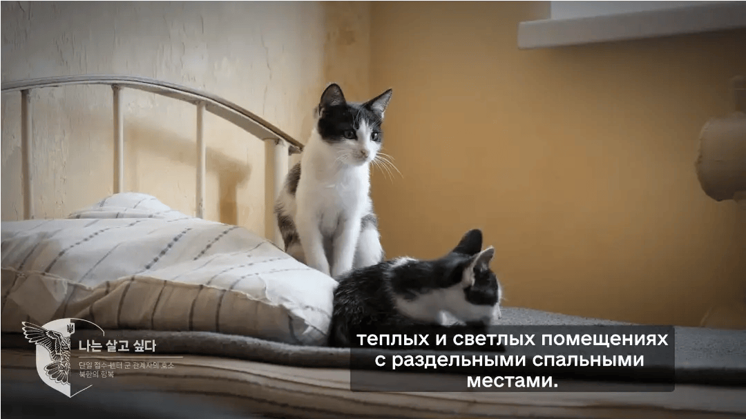 乌军发视频向朝鲜士兵展示战俘待遇:投降吧!我们包吃包住!