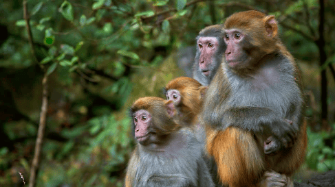 美国一医学研究机构跑了43只猴子,目前已找回25只