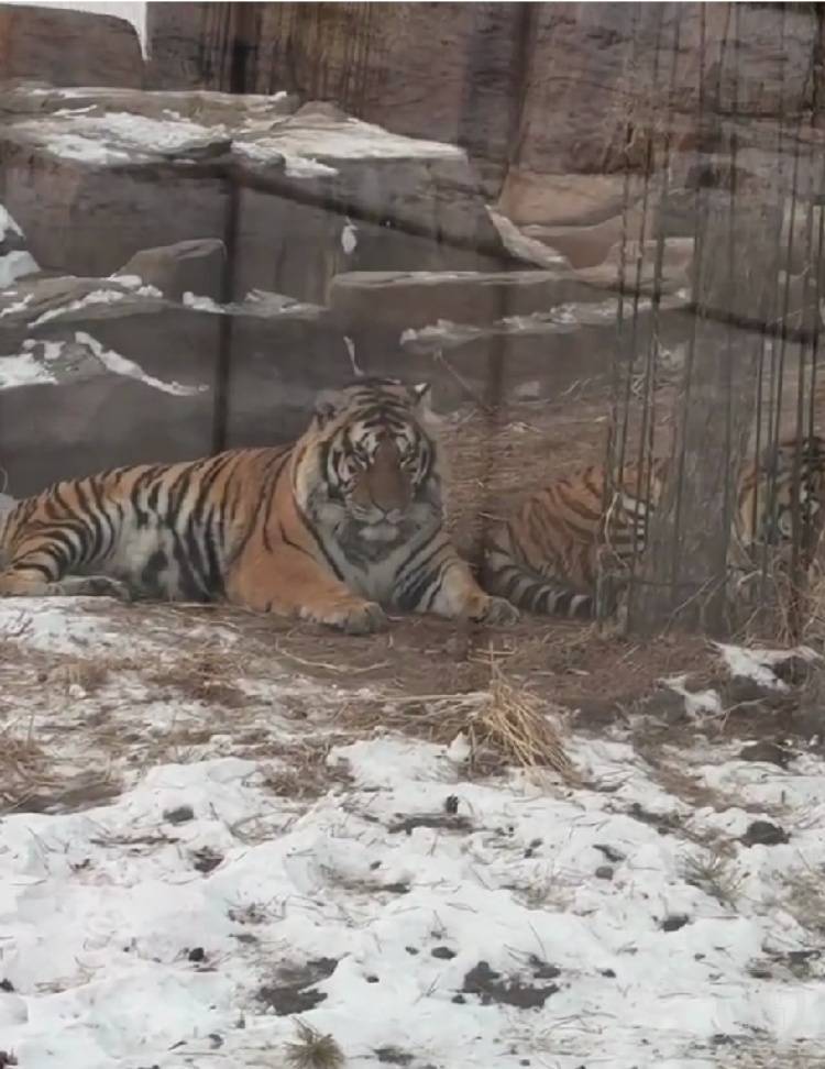 一口都吃不下?“南方小土豆”给哈尔滨的东北虎喂得都走不动道了!