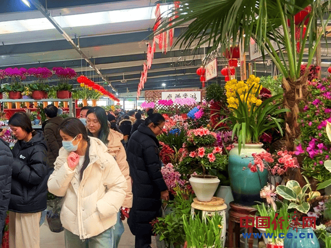 【新春走基层】花卉市场年味浓 年宵花经济火出圈