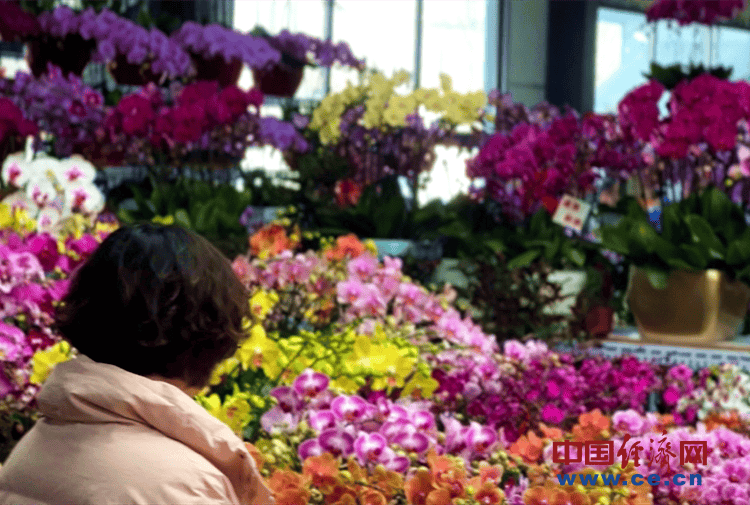 【新春走基层】花卉市场年味浓 年宵花经济火出圈