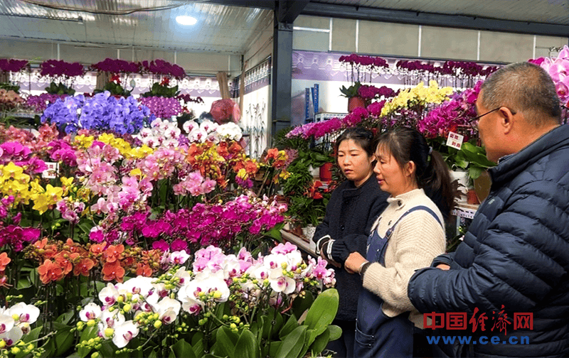 【新春走基层】花卉市场年味浓 年宵花经济火出圈