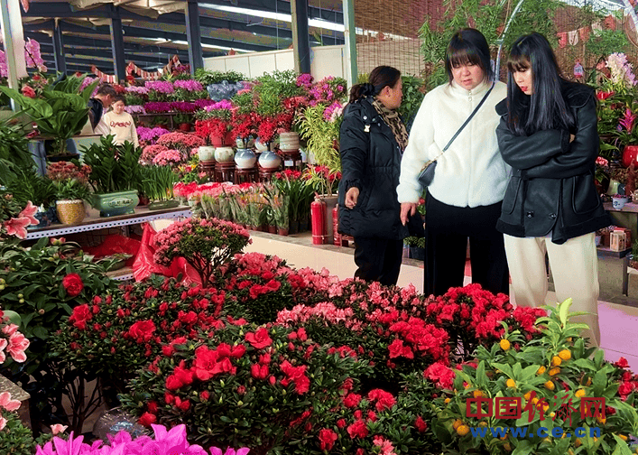 【新春走基层】花卉市场年味浓 年宵花经济火出圈