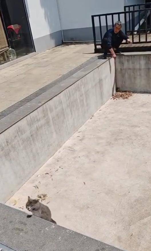 老鼠掉进泳池,广东大叔出动鸡猫狗团队,结果全被老鼠吓跑!网友坐不住纷纷晒战绩