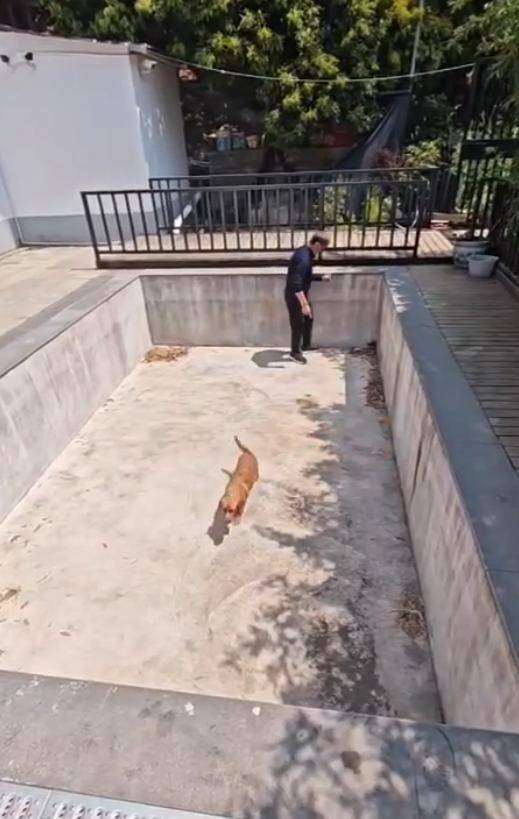 老鼠掉进泳池,广东大叔出动鸡猫狗团队,结果全被老鼠吓跑!网友坐不住纷纷晒战绩