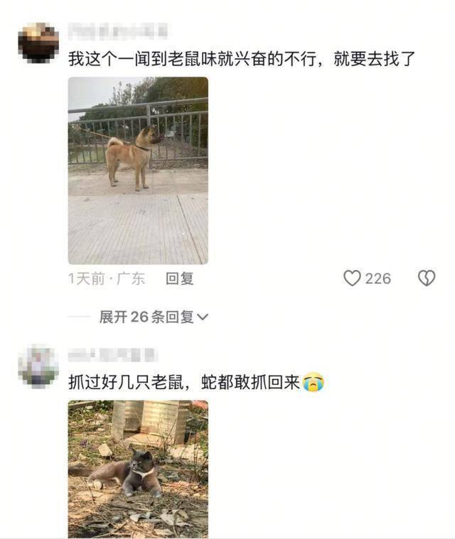 老鼠掉进泳池,广东大叔出动鸡猫狗团队,结果全被老鼠吓跑!网友坐不住纷纷晒战绩