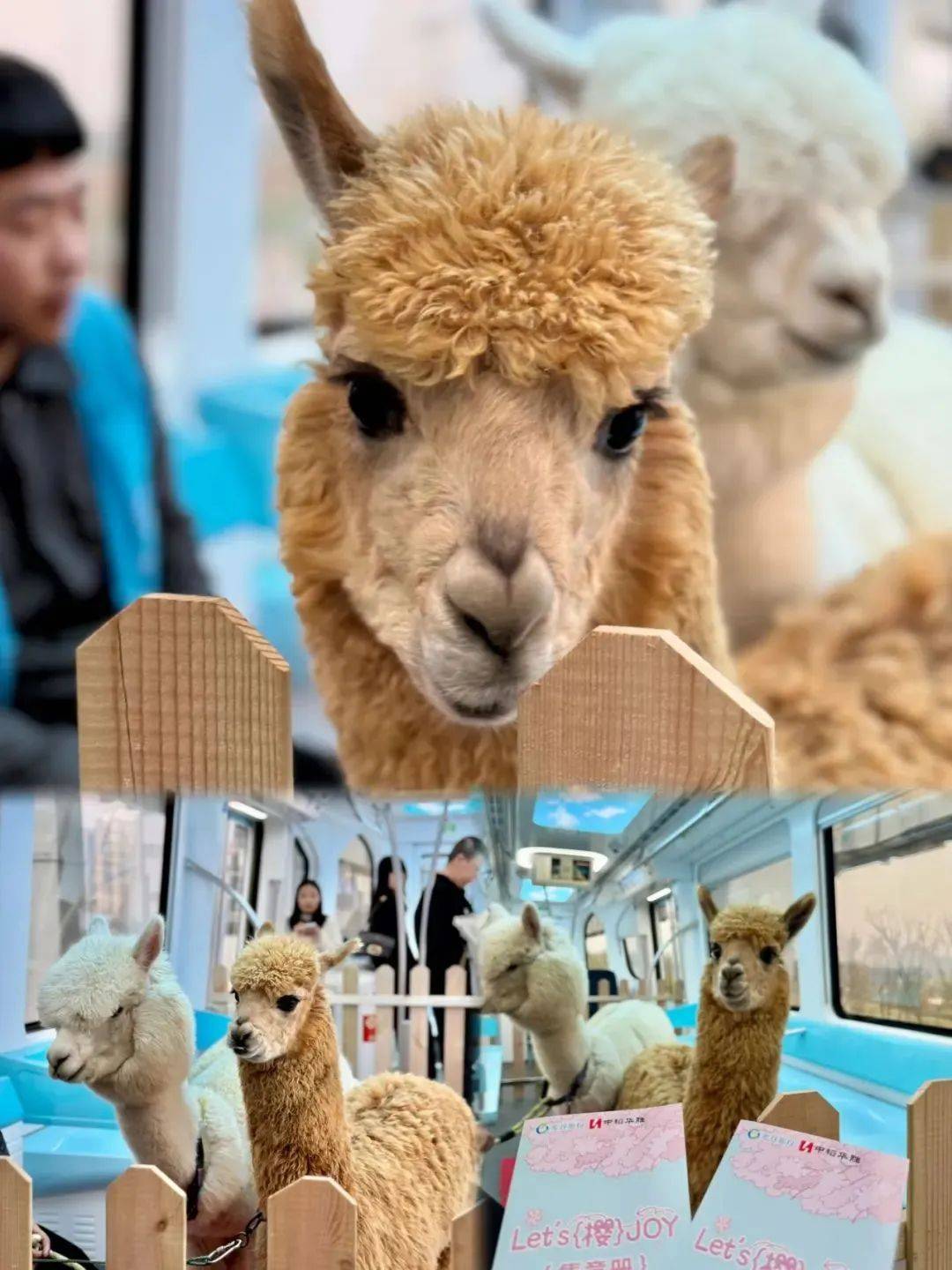 外交部转发！武汉空轨上有羊驼