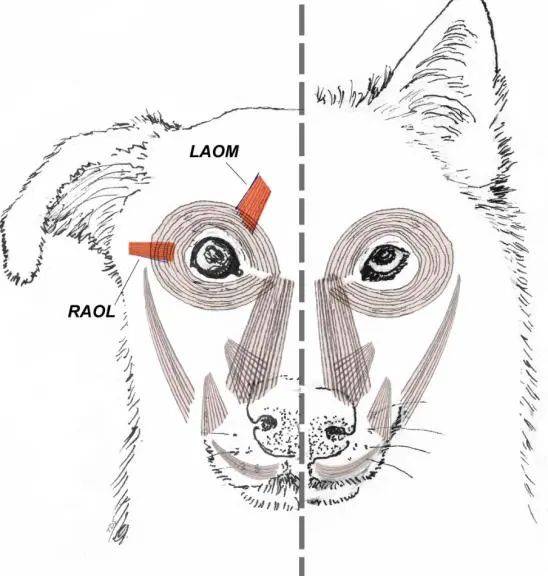 西安一农家院疑似有狼溜入，当事人称事发当天在院子里处理羊肉，“可能狼就是闻到这个味道过来的”