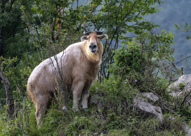 网友发视频自称在秦岭偶遇羚牛 专家科普：如遇羚牛应保持50米以上距离，近距离遇到就爬树