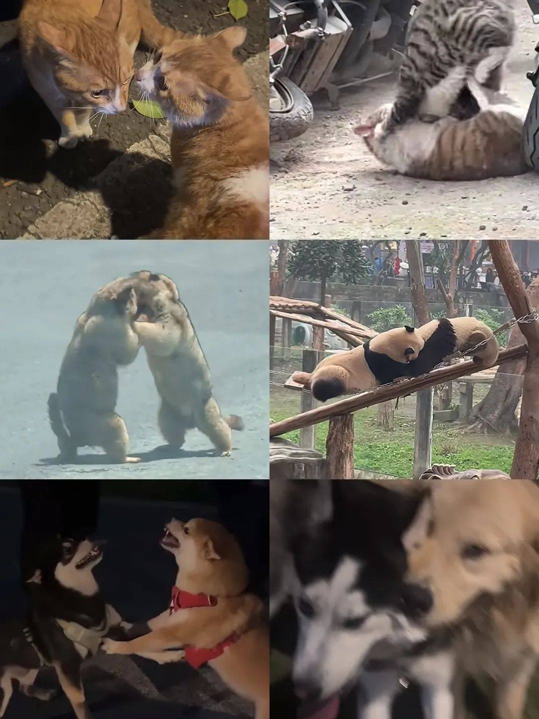 武汉话“蒜鸟”，最近劝（添）架（乱）唯一指定用语