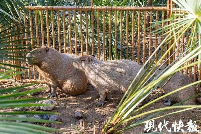 越狱50多天,江苏出逃的卡皮巴拉现身!园区:藏身地暂时保密
