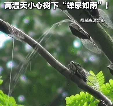 夏天在树下淋的雨可能是“蝉尿”，对人体有害吗？