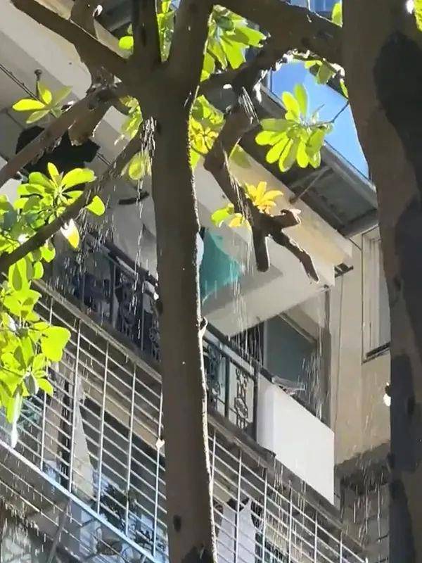 夏天在树下淋的雨可能是“蝉尿”，对人体有害吗？