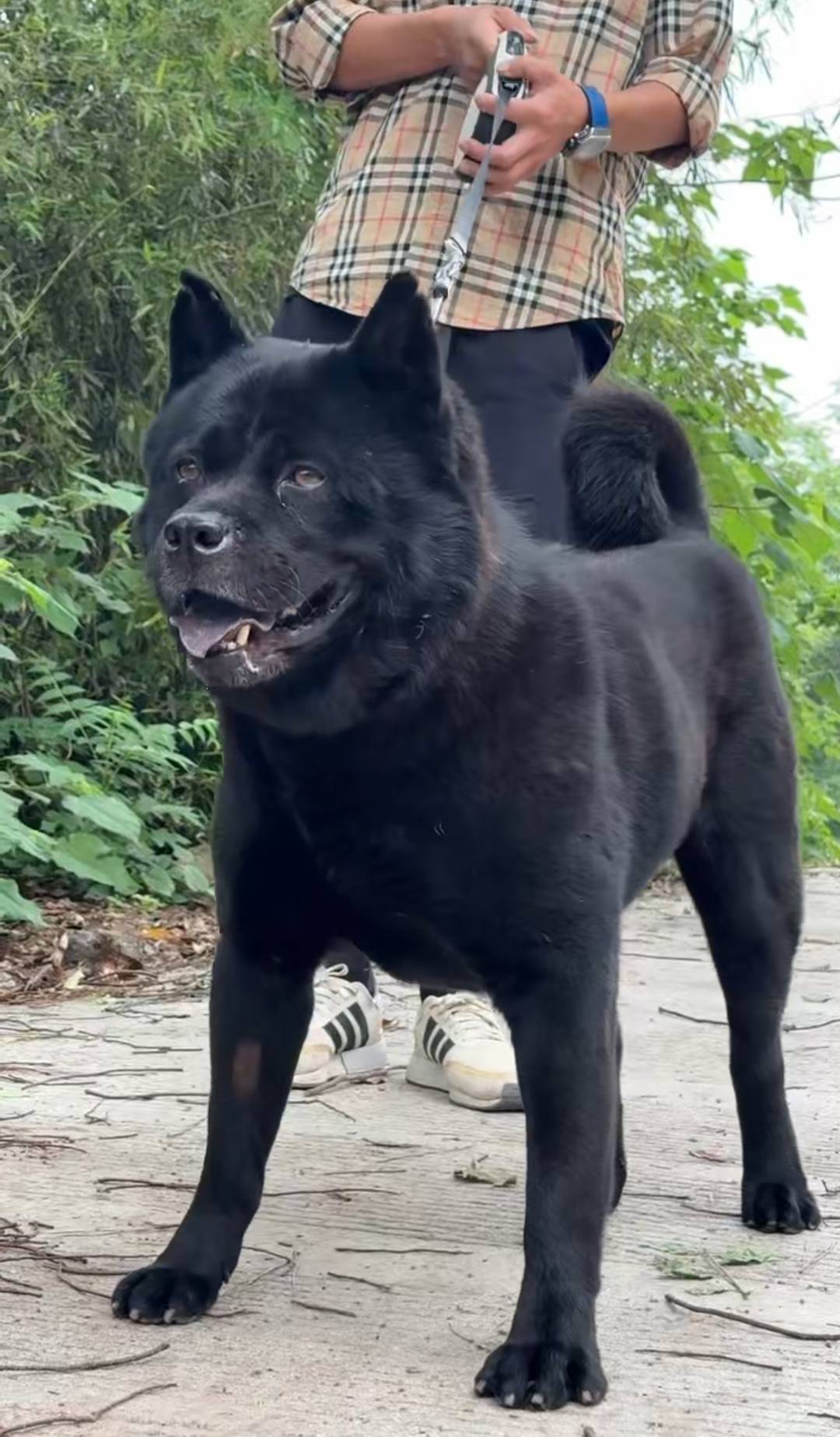 9月1日施行！长沙城区正式解禁中华田园犬，养殖户扩大规模更新犬种：这两种最受欢迎