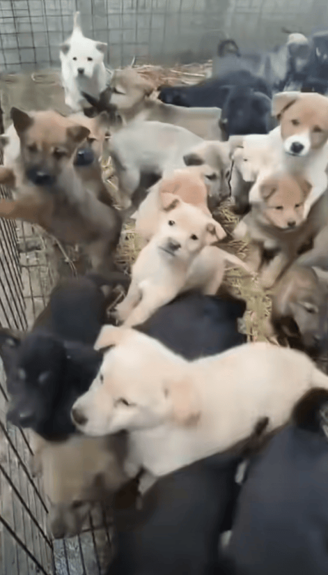 9月1日施行！长沙城区正式解禁中华田园犬，养殖户扩大规模更新犬种：这两种最受欢迎