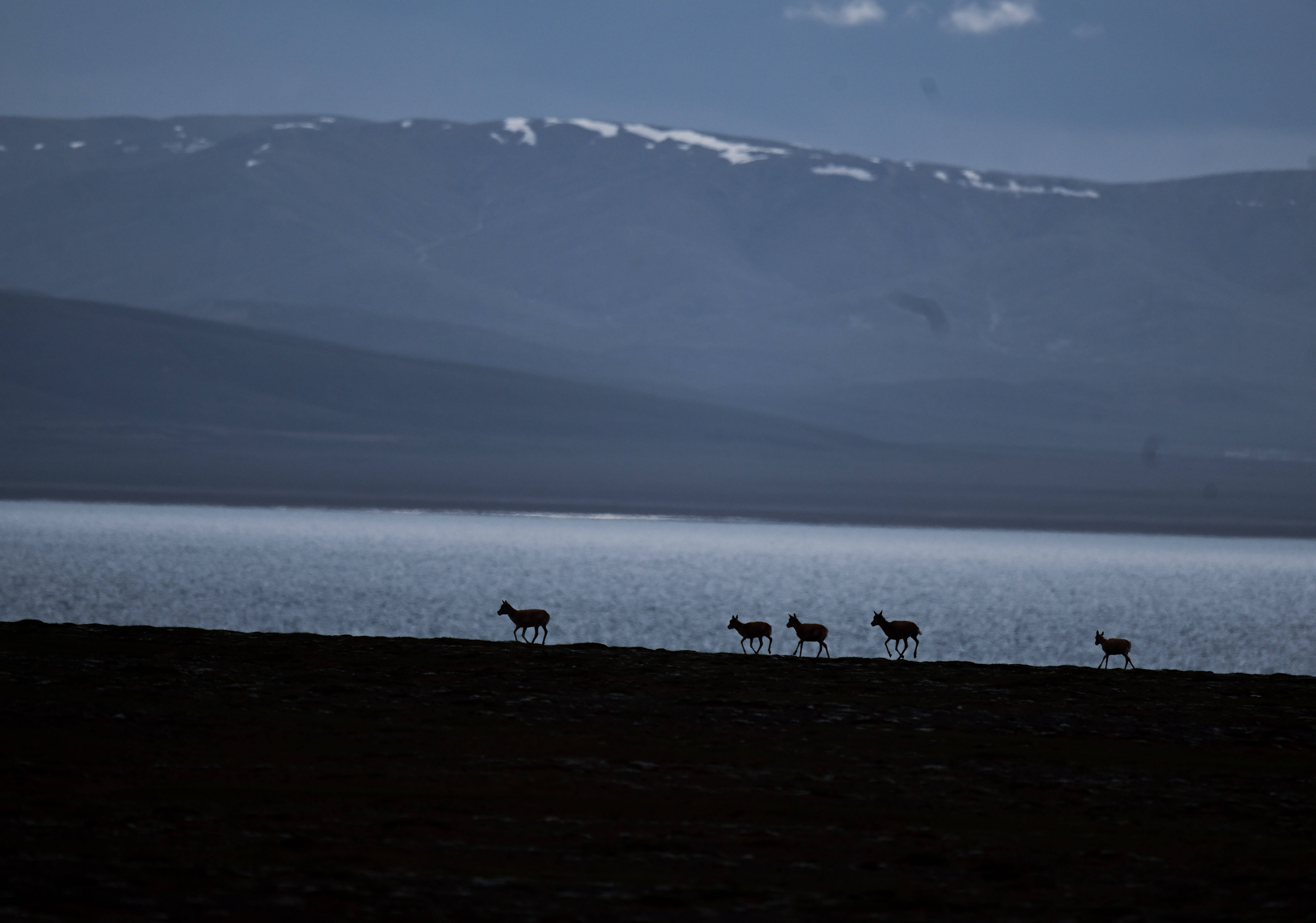 守护可可西里丨藏羚羊产仔，原来还有这么多秘密！