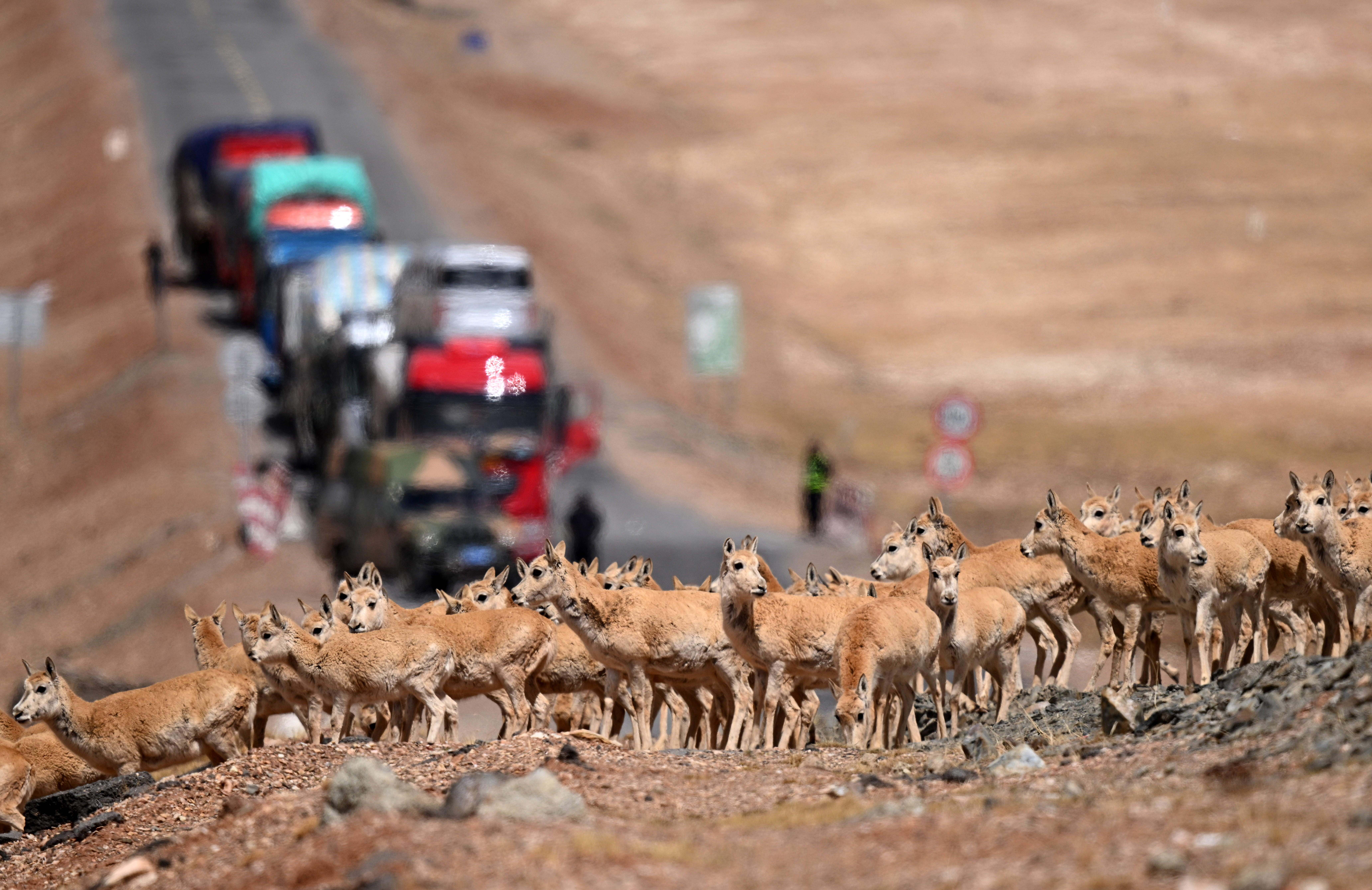 守护可可西里丨藏羚羊产仔，原来还有这么多秘密！