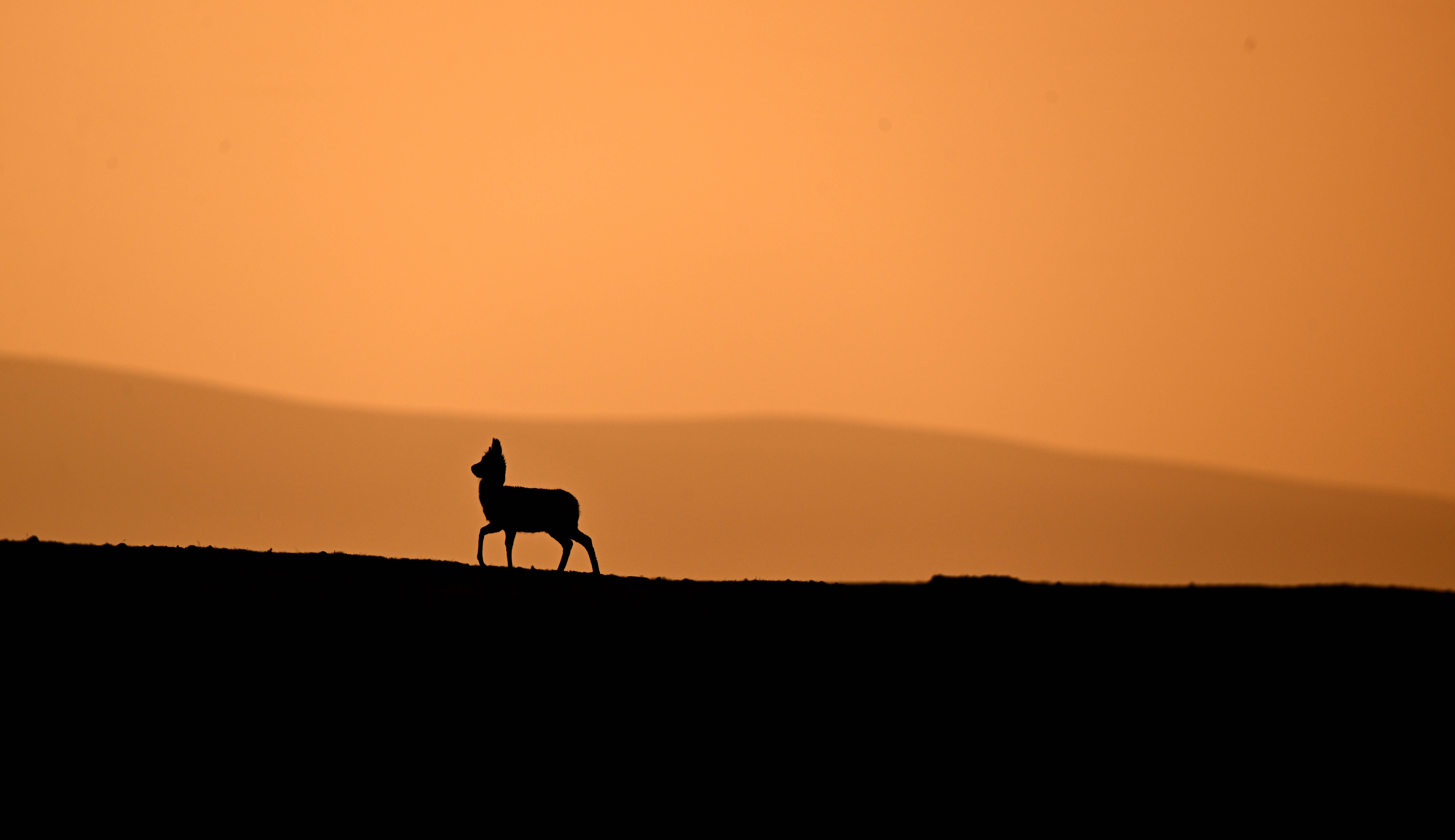 守护可可西里丨藏羚羊产仔，原来还有这么多秘密！