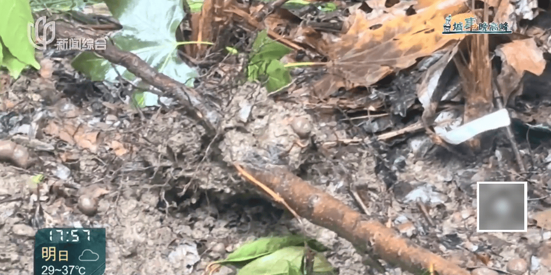 上海这对夫妇住洋房遇到“疯狂邻居”：楼道放大便