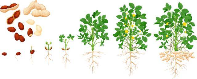 “花生上树”闹剧：AI翻车背后，我们都在弄丢常识？