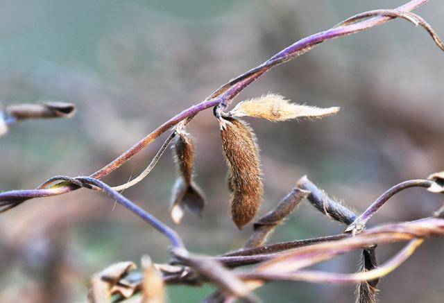 青岛再添野生大豆踪迹！南辛安河公园现群落生长，专家提醒“价值珍贵需保护”